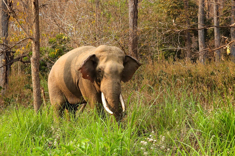 From Kathmandu/Pokhara: Bardiya National Park 4-Days Tour From Pokhara: Bardiya National Park 4-Days Tour