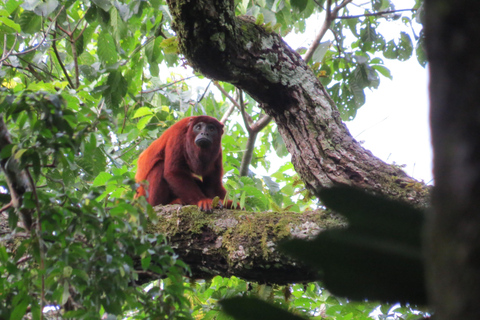 Tambopata Tour 2 days/1 night Sandoval Lake: nature and boat rides