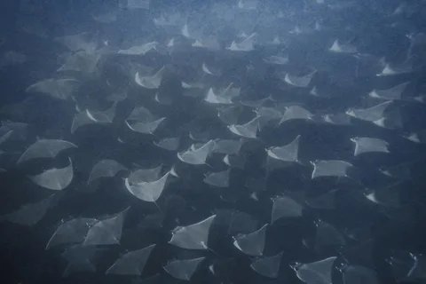 Snorkeling em Cabo Pulmo