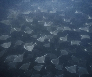 Snorkeling a Cabo Pulmo