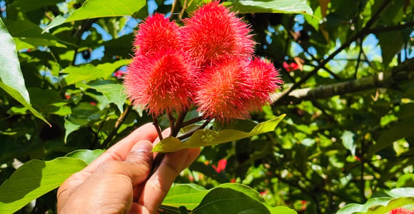 Zanzibar: Spice Farm Private Tour with Lunch & Fruit tasting