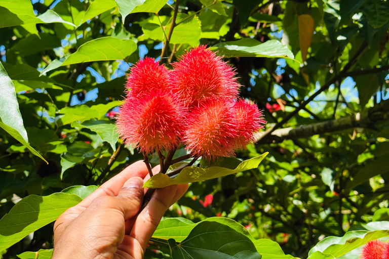 Zanzibar: Jozani-skogen, kryddgård, privat tur i Stenstaden
