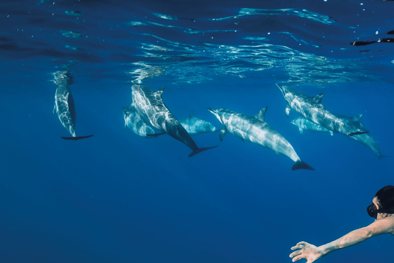 Funchal: Cruzeiro de observação de baleias e natação com golfinhos