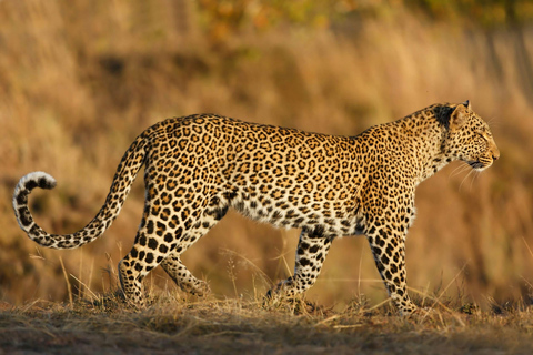 6 Days Tanzania Luxury Safari