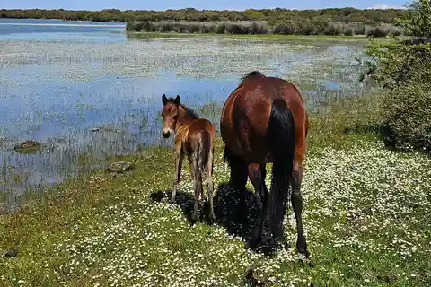 Tuili : Circuit de la Giara sauvage