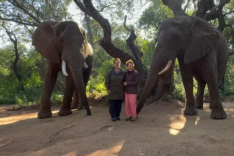 Elephant Sanctuary Tour from Johannesburg