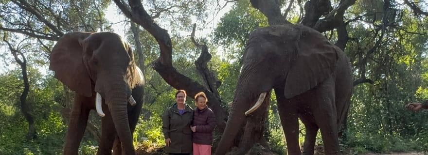 Visite du sanctuaire des éléphants depuis Johannesburg