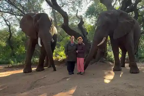 Elephant Sanctuary Tour from Johannesburg