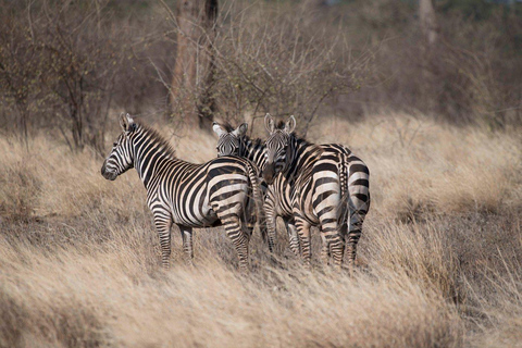 Campamento de safari de 3 días en el Parque Nacional Meru-Ikweta