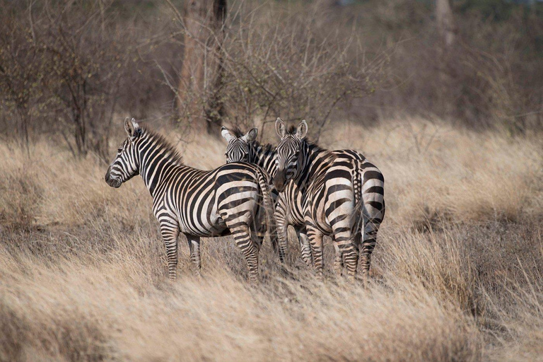 Campamento de safari de 3 días en el Parque Nacional Meru-Ikweta