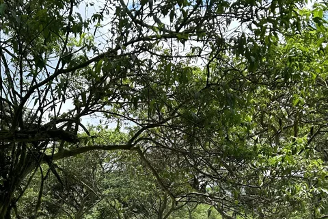 Puerto Ayora: Santa Cruz Highlands and Snorkeling Day Tour
