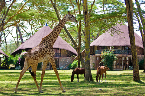 Pacote de 5 dias para um Safari de Aventura no Quénia