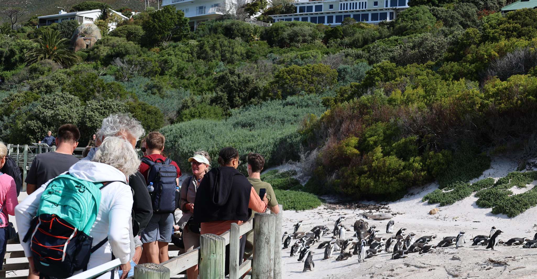 Cape Town, Penguin Watching at Boulders Beach Half Day Tour - Housity