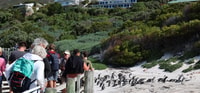 Kapstadt, Penguin beobachtet auf der Halbtagestour von Boulders Beach - Housity