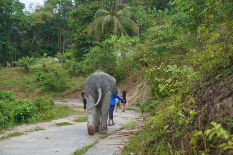 Patong: Wycieczka piesza do rezerwatu słoni z transferem z hoteluOdbiór z dowolnego miejsca w Phuket Area do Hill Tribe Elephant