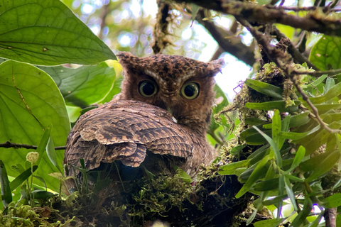 Monteverde: Tour di mezza giornata dedicato al birdwatchingTour privato