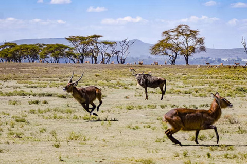 Nairobi: Hell’s Gate, Crescent Island, & Raptor Center Tour