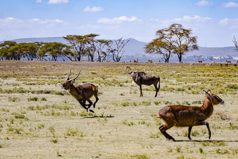 Nairobi: Hell’s Gate, Crescent Island, & Raptor Center Tour