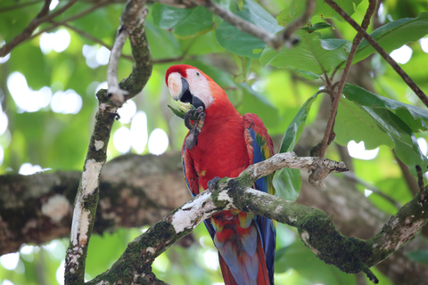 Parco Nazionale del Corcovado, Stazione di San Pedrillo, Escursione di un giorno