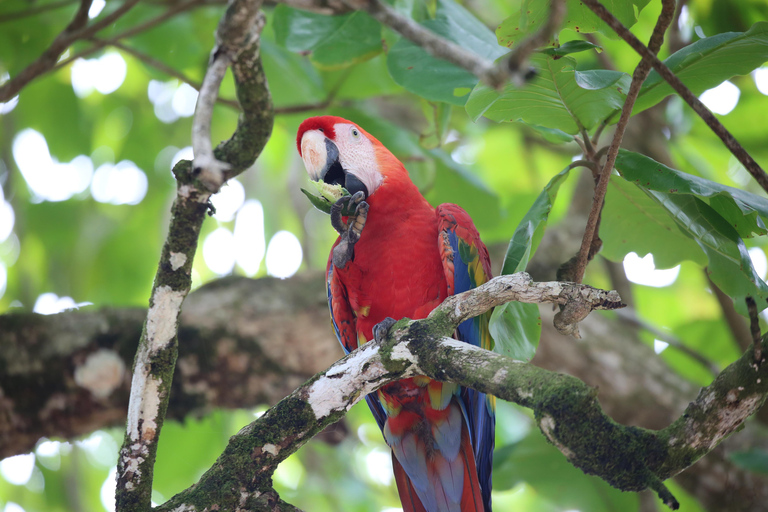 Corcovado nationalpark, San Pedrillo Station, 1 dags vandring