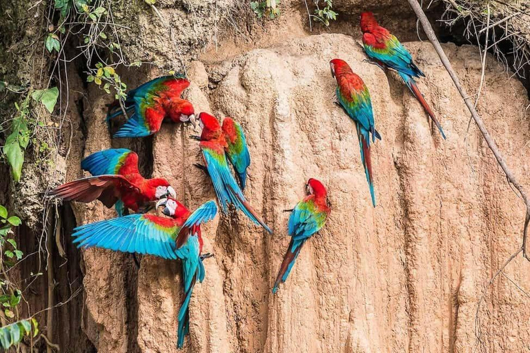 Puerto Maldonado: Collpa Chuncho 2-Day Jungle Tour