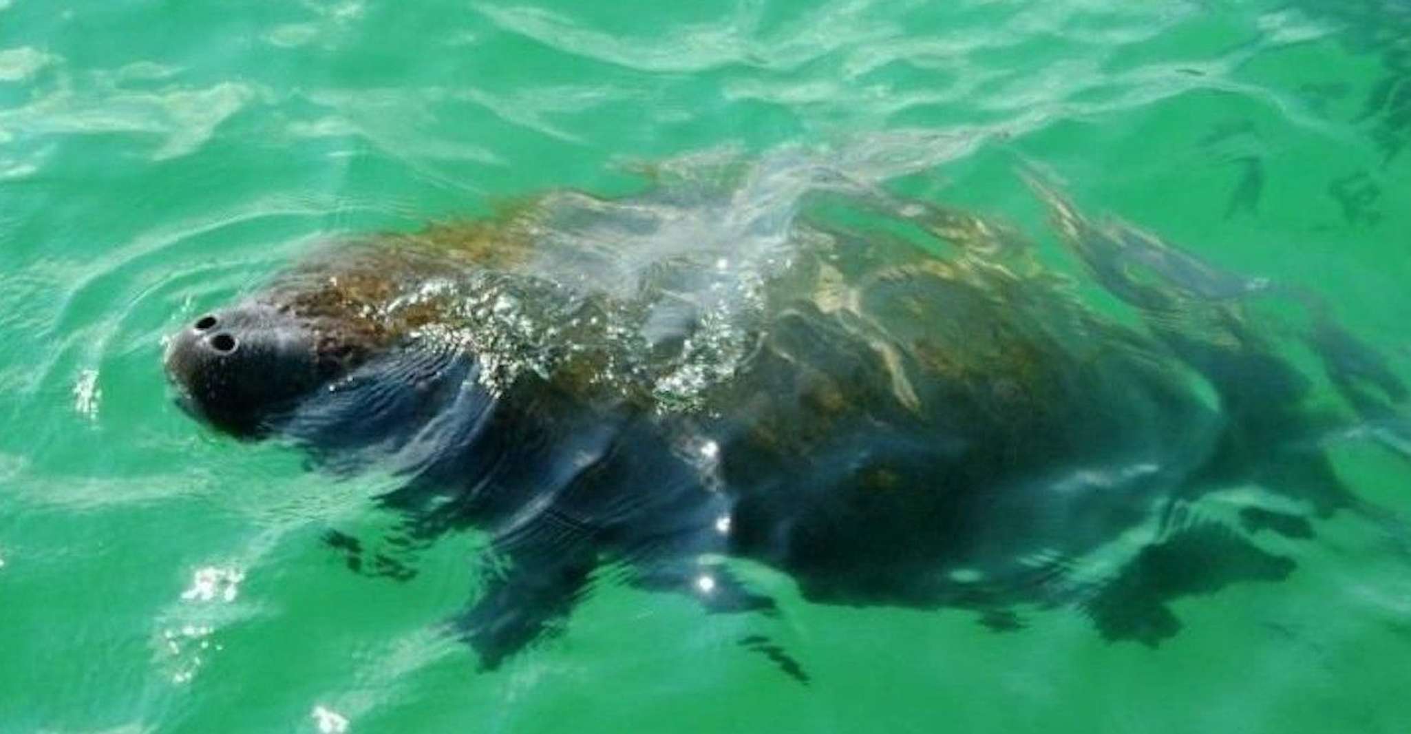 Bradenton, Anna Maria Island Guided Kayaking Manatee Tour - Housity