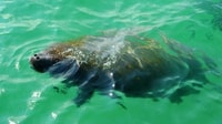 Bradenton, Anna Maria Island führte Kajak -Seekaum -Tour - Housity