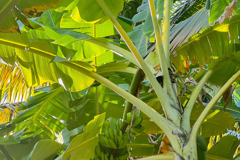 Santiago: Cidade Velha Beginner Hike with Lunch