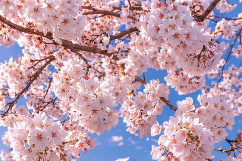 Tokyo: Mount Fuji & Pagoda & Oshino Hakkai & Lake Kawaguchi Route B : Mount Fuji & Hakone Private Customizable Day Trip