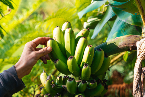 Agricultural Traditions and Local Flavors on Flores Island Agricultural Traditions and Local Flavors on Flower Island
