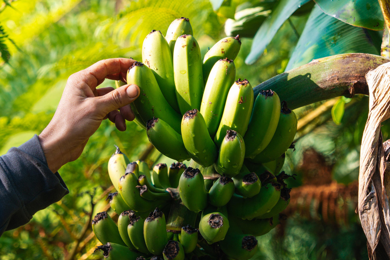 Agricultural Traditions and Local Flavors on Flores Island Agricultural Traditions and Local Flavors on Flower Island