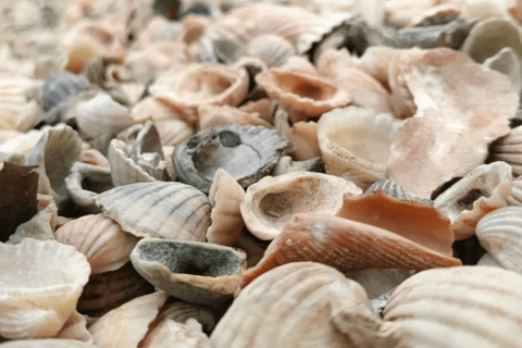 Sine Saloum: Shell Island and Bird Sanctuary