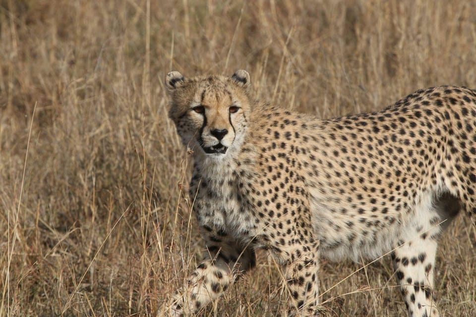 Hwange National Park Private Wildlife Safari - Housity