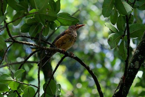From Nairobi: Ondiri Wetland Guided Walking Tour