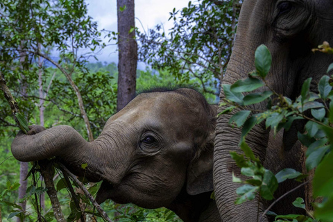 Chiang Mai: Elephant Dream Project Sanctuary - Half-Day