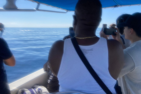 San José del Cabo: Ocean Safari