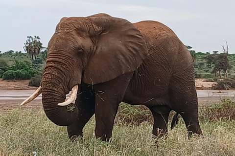 Kenia: Privater Safari Guide und 4x4 Fahrzeugvermietung