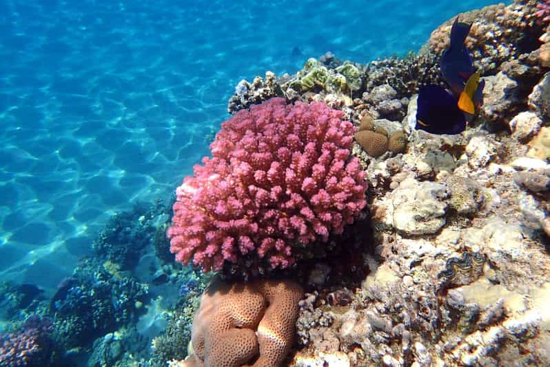 Sahl Hasheesh Tauchen Oder Schnorcheln Bootsfahrt Mit Mittagessen