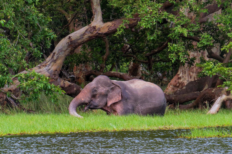 Galle: Safari w Parku Narodowym Yala z odbiorem z hotelu