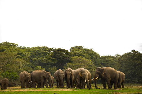 Minneriya Elephant Safari with Expert Local Driver-Guide