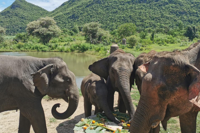 Bangkok to Elephants World&amp;Erawan Waterfall in KanchanaburiFrom Bangkok: Kanchanaburi Day Trip with Elephants World