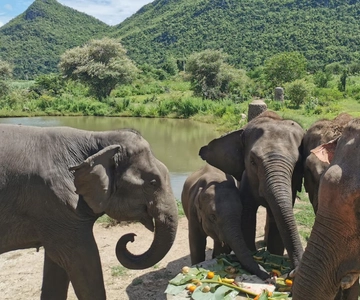 Bangkok: Elephants World & Erawan Waterfall in Kanchanaburi