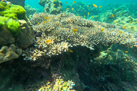 Ko Lanta : Koh Rok et Koh Haa : plongée avec masque et tuba dans les joyaux d&#039;Andaman