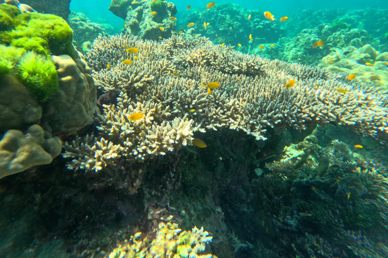 Ko Lanta: Koh Rok e Koh Haa Snorkeling a excursão das joias de Andaman