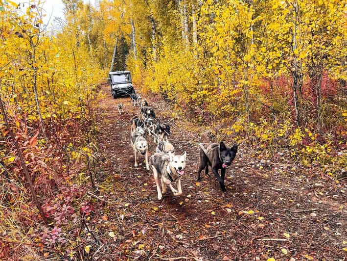 Guide Dog Ride Summer Dog Sled Ride and Kennel Tour | GetYourGuide
