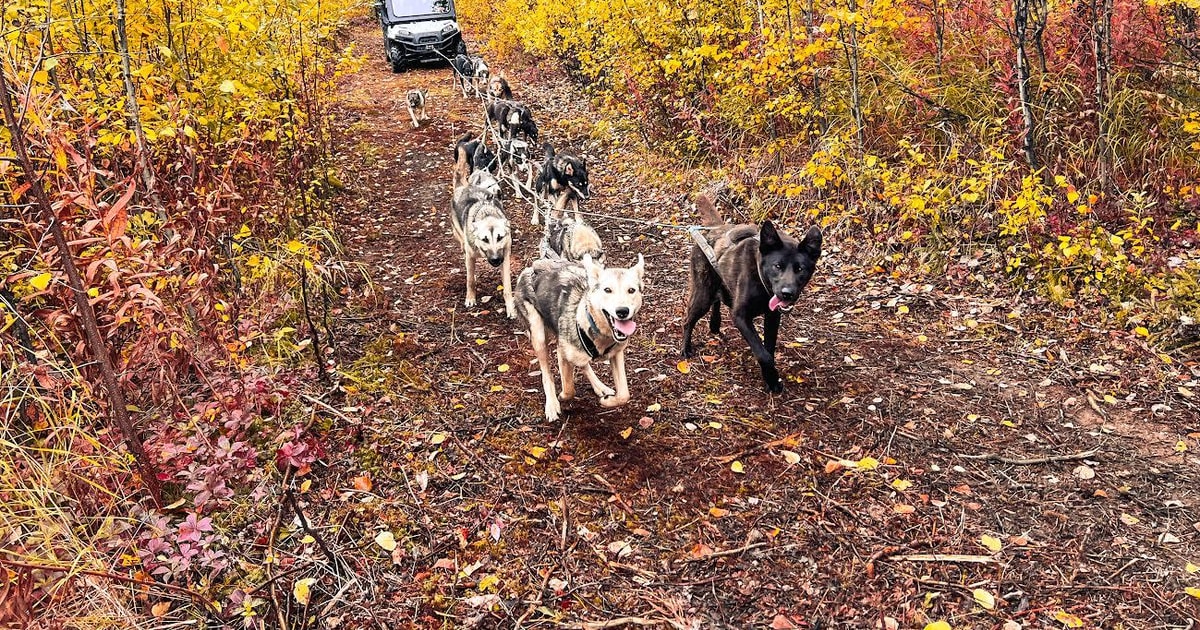 Summer Dog Sled Ride and Kennel Tour | GetYourGuide