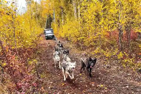 Summer Dog Sled Ride and Kennel Tour