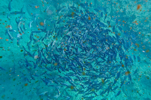 Ft Lauderdale: Combo Deal Snorkel Reefs, Kayak/SUP Mangroves