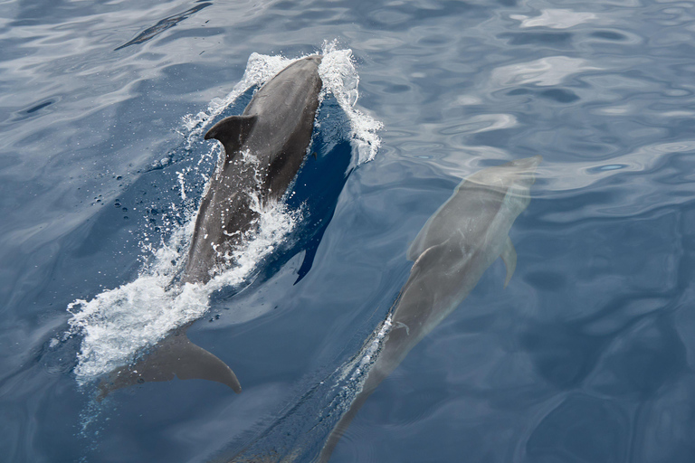Mirissa: Dolphin Swim Blue Whale Snorkelling | All-Inclusive Mirissa: Scuba Diving & Turtle Snorkelling Experience