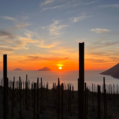 Visit Lipari Picnic in the Vineyard in Stromboli